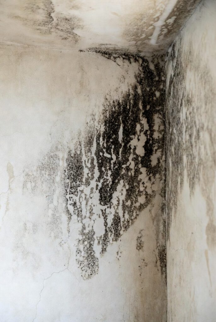 Emergency mold removal service in Plano TX